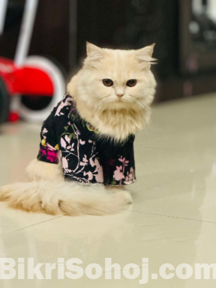 Traditional Persian Female